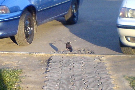 Common Myna - ML647028377