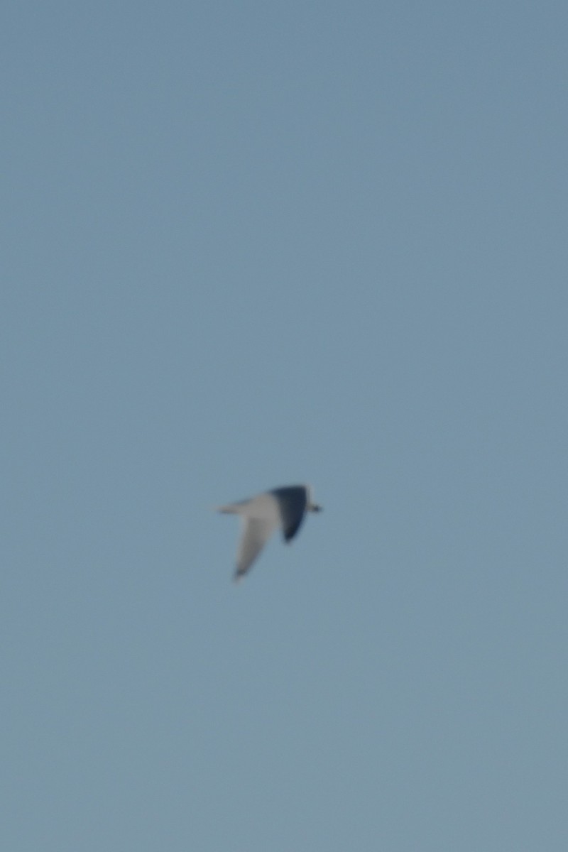 Great Black-backed Gull - ML647028390