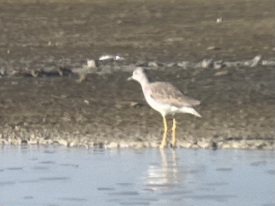 Greater Yellowlegs - ML647028394
