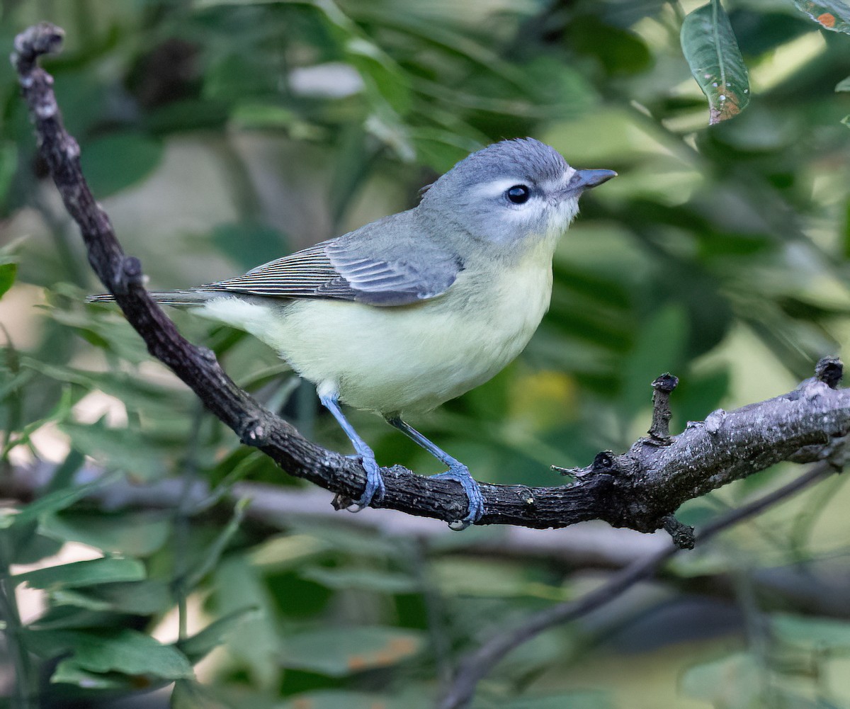 Bireo filadelfiarra - ML647028401