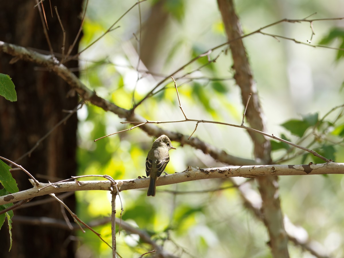 Western Flycatcher - ML647028418