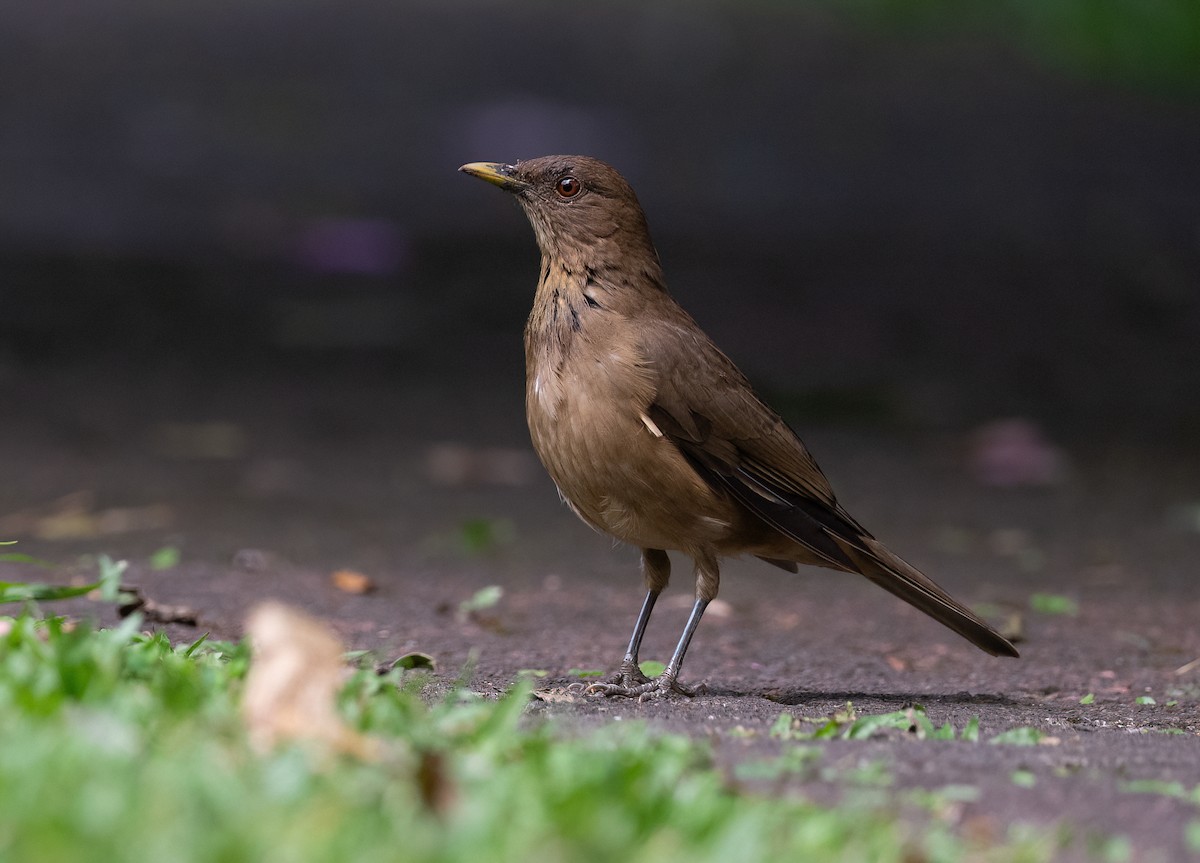 Merle fauve - ML647028419