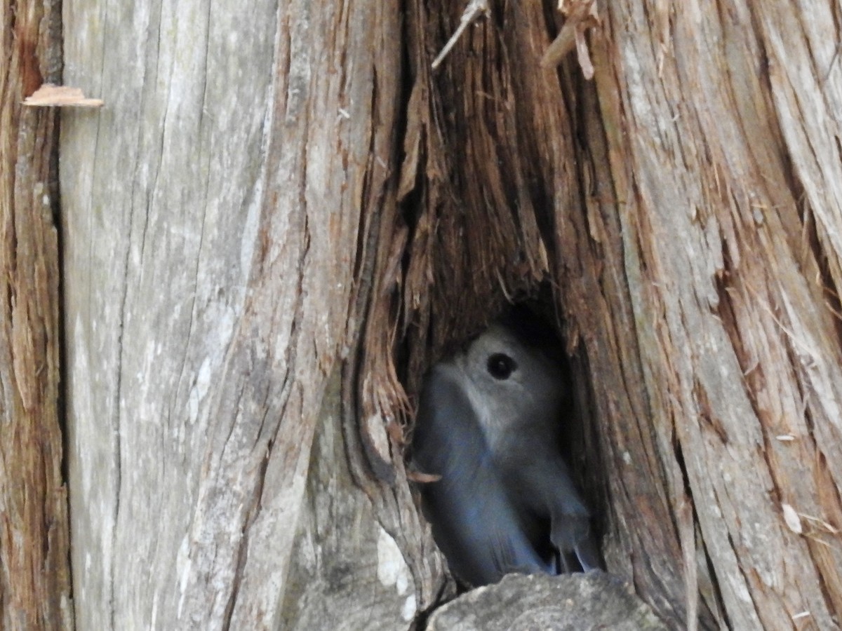 sýkora černochocholatá - ML647028421