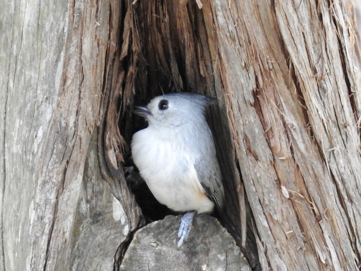 sýkora černochocholatá - ML647028423