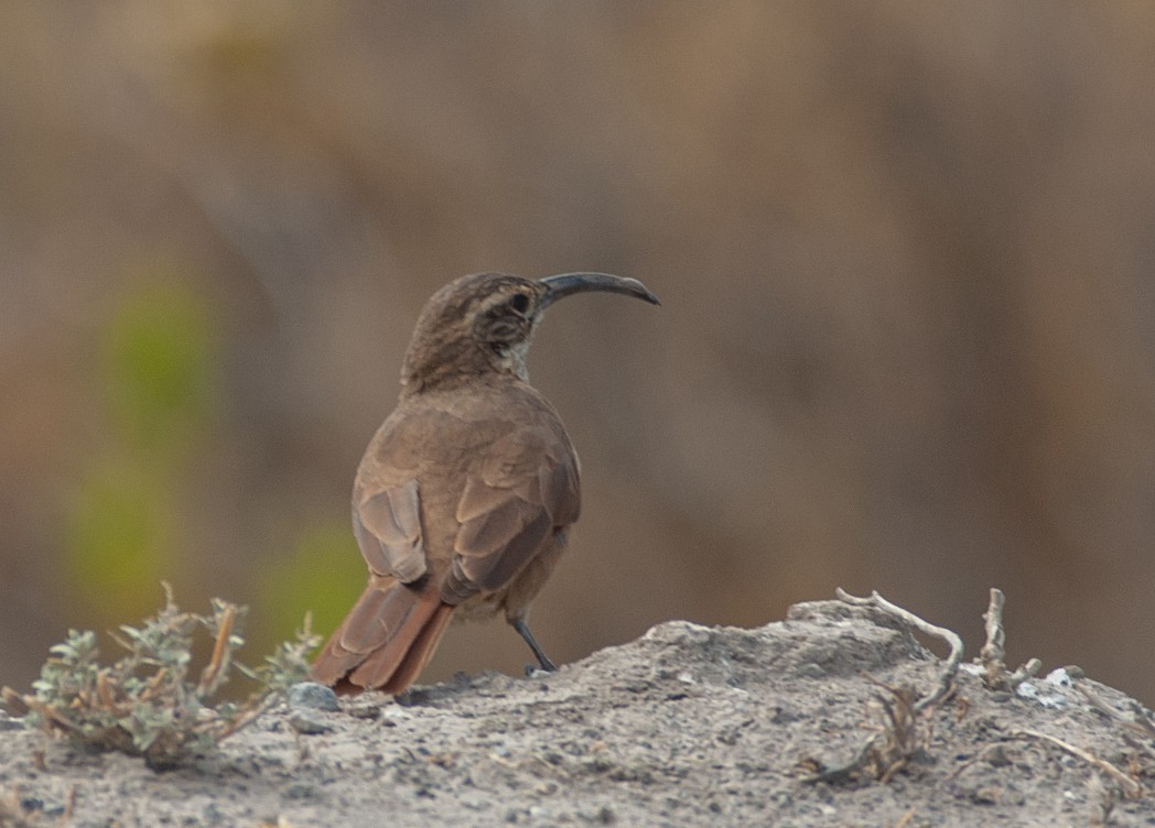 Weißkehl-Erdhacker - ML647028425