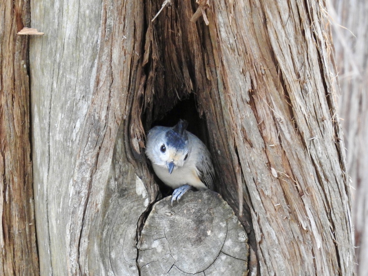 sýkora černochocholatá - ML647028426
