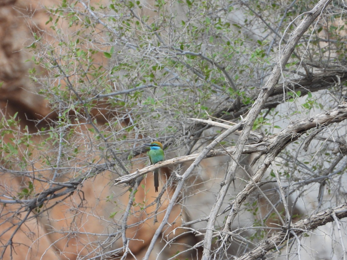 Arabian Green Bee-eater - ML647028435