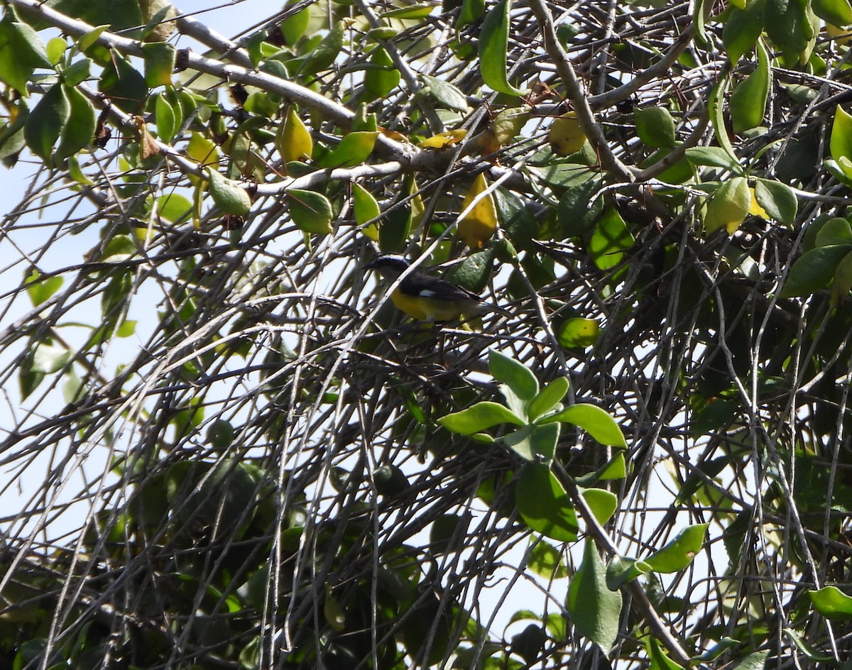 Sucrier à ventre jaune - ML647028437