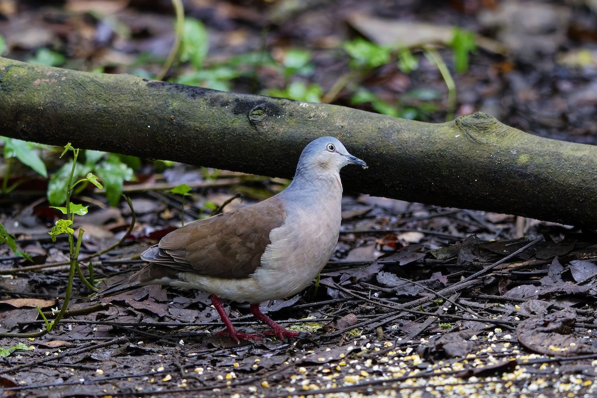 Gray-headed Dove - ML647028438