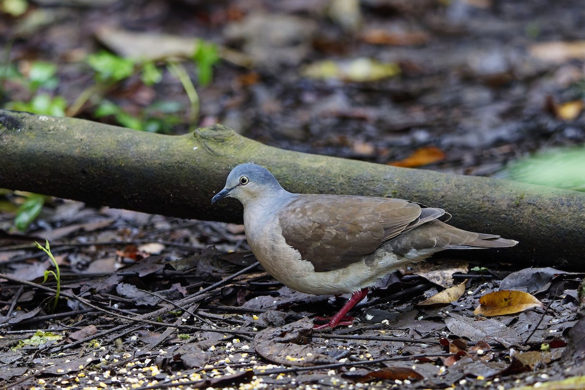 Gray-headed Dove - ML647028439