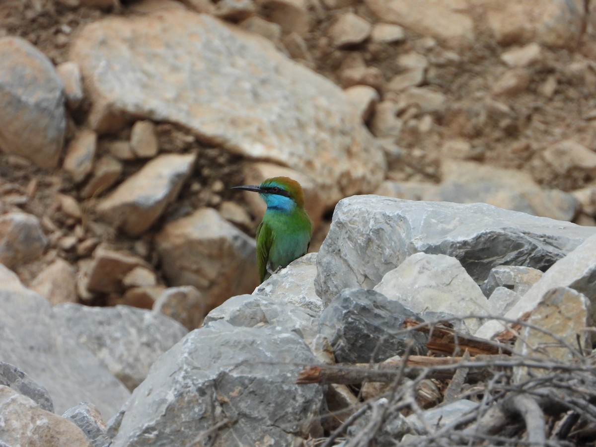 Arabian Green Bee-eater - ML647028442