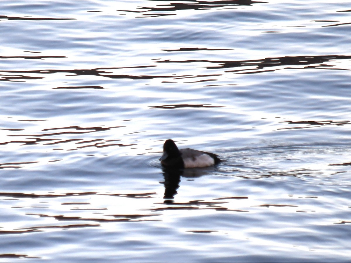 Lesser Scaup - ML647028444