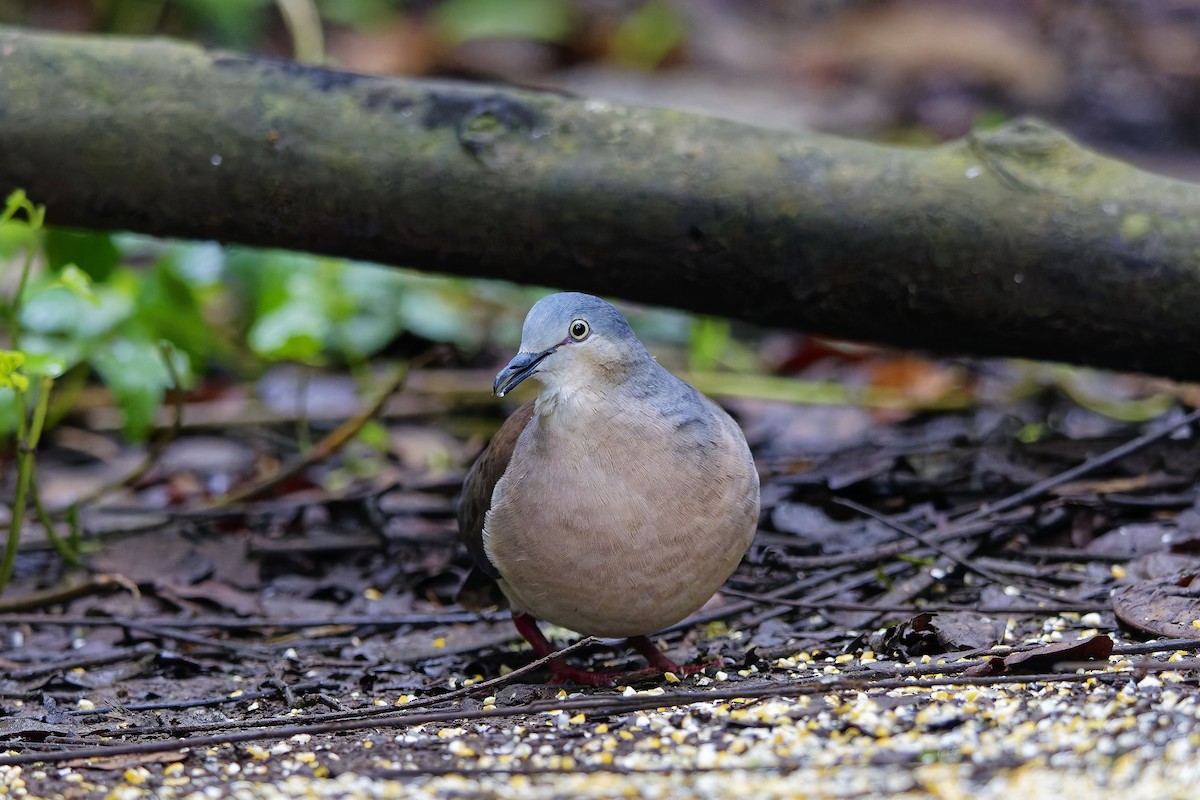 Gray-headed Dove - ML647028447