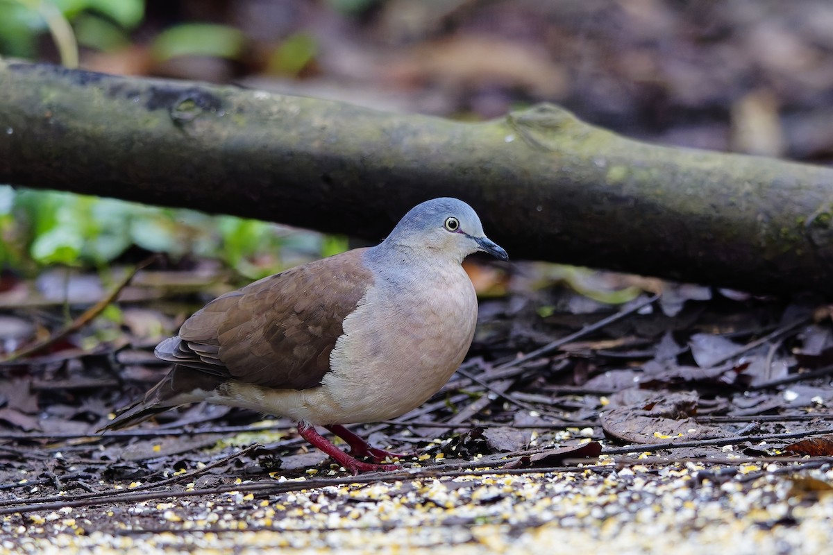 Gray-headed Dove - ML647028448