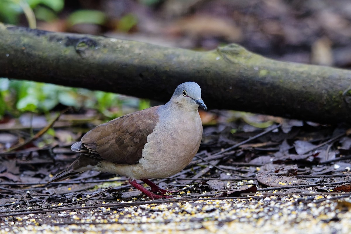 Gray-headed Dove - ML647028449