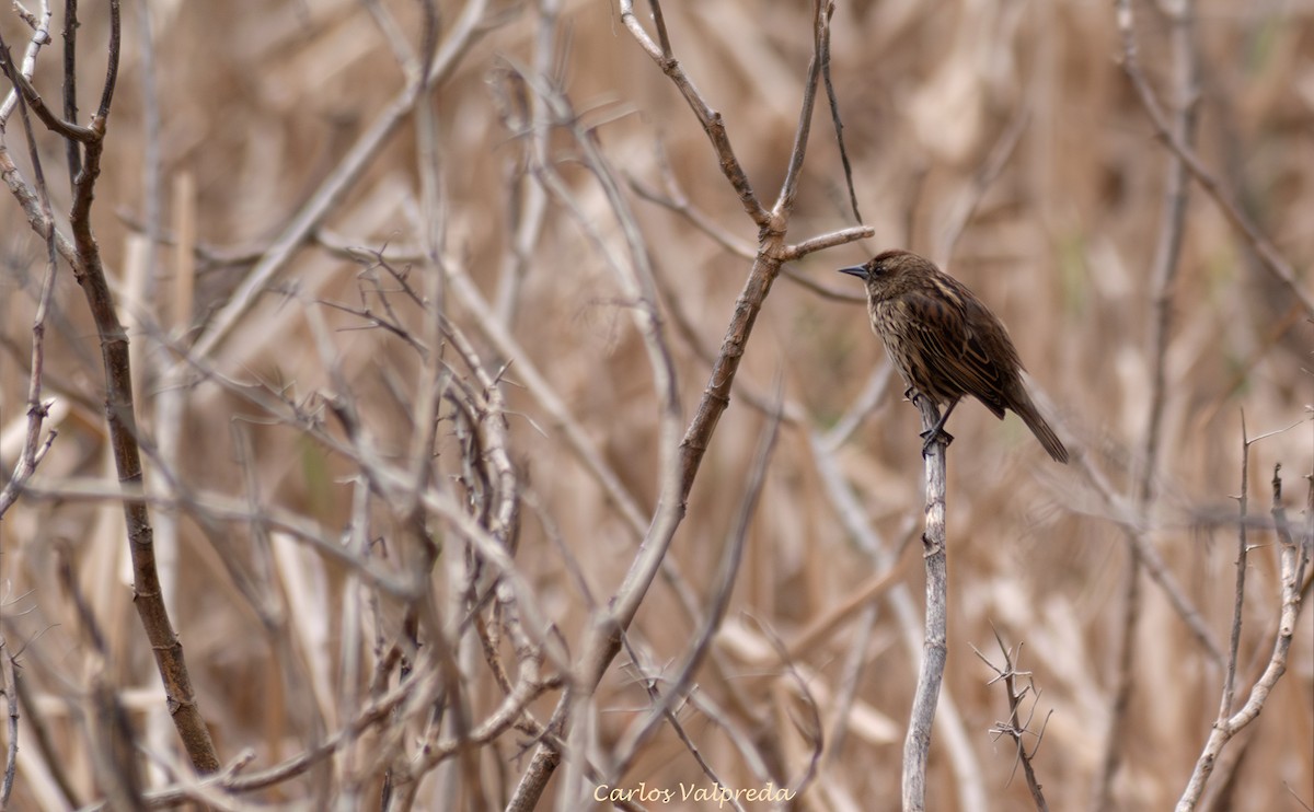 Yellow-winged Blackbird - ML647028453