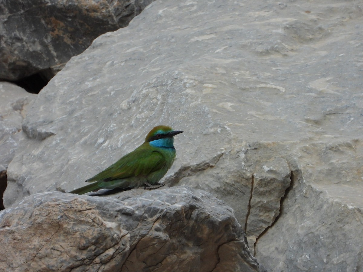 Arabian Green Bee-eater - ML647028455