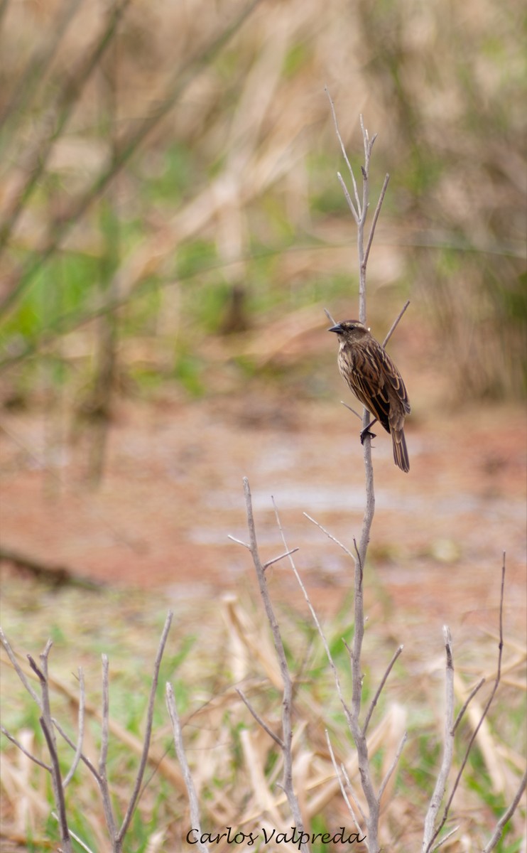 Yellow-winged Blackbird - ML647028462