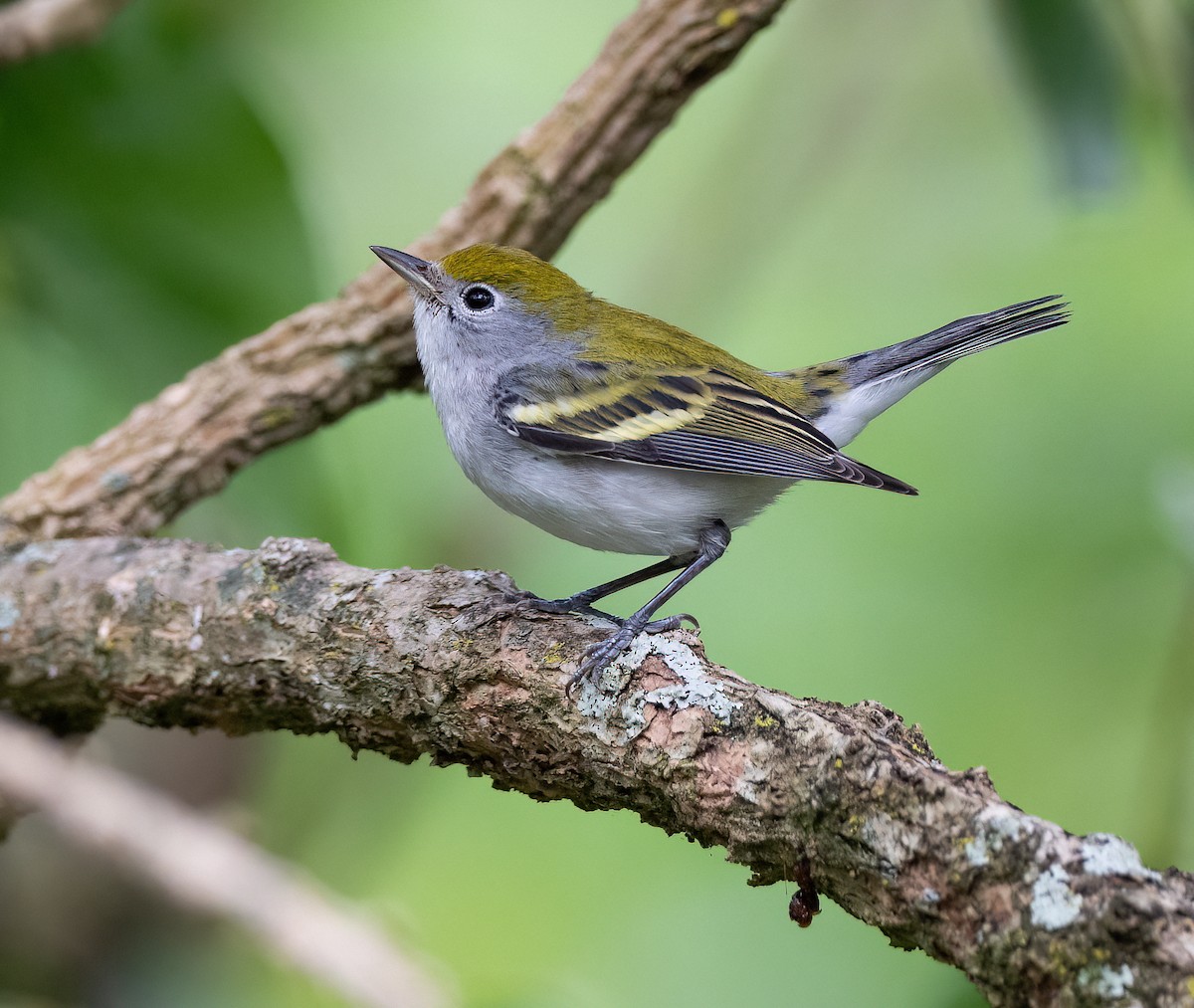 Chestnut-sided Warbler - ML647028466