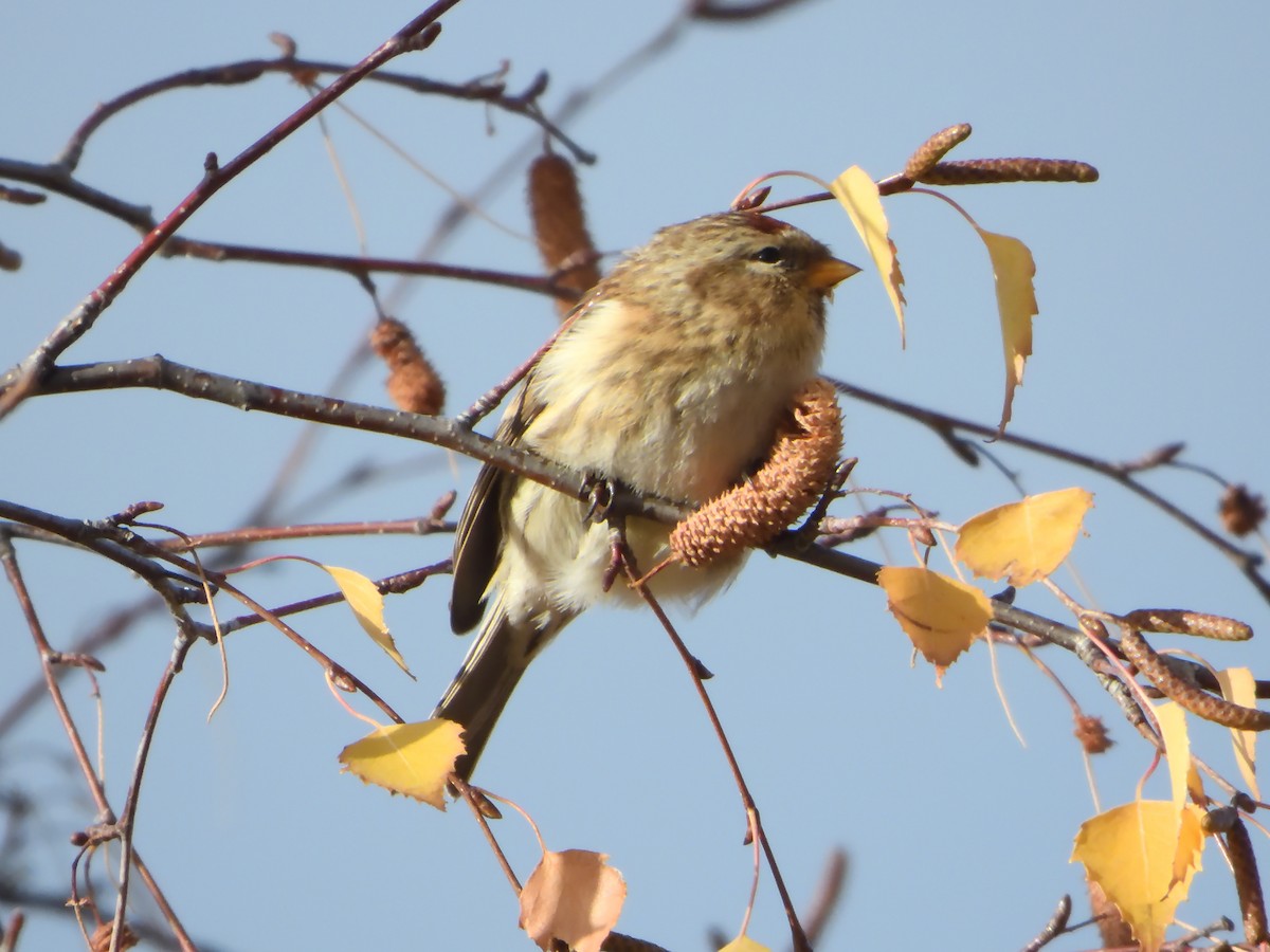 Redpoll (Lesser) - ML647028474