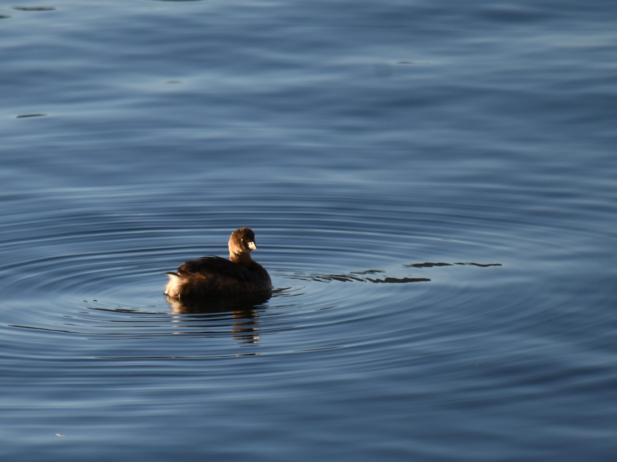 Pied-billed Grebe - ML647028475