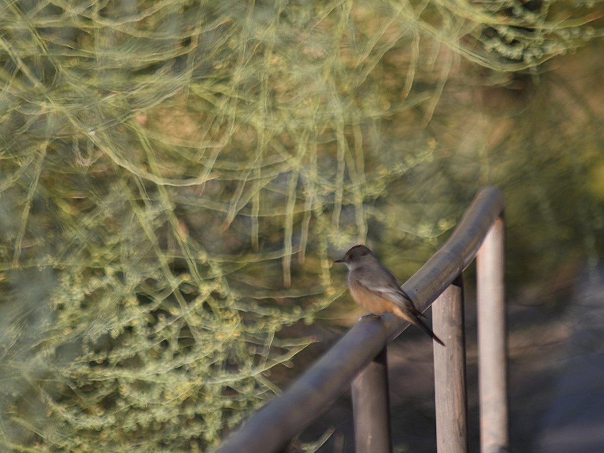 Say's Phoebe - ML647028498