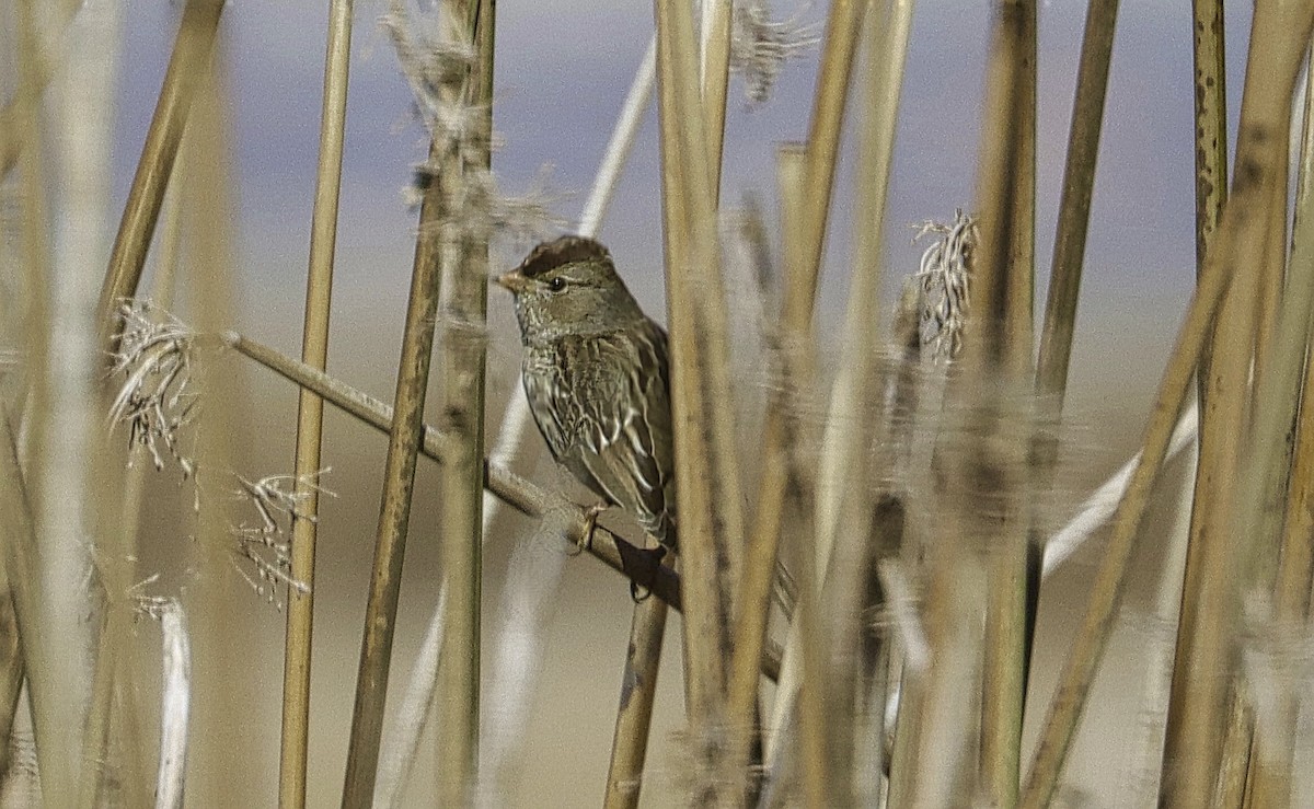 White-crowned Sparrow - ML647028499