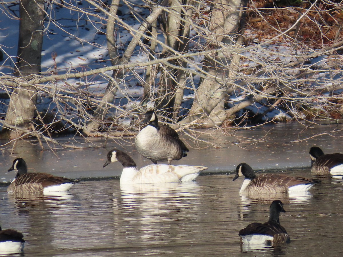 Canada Goose - ML647028505
