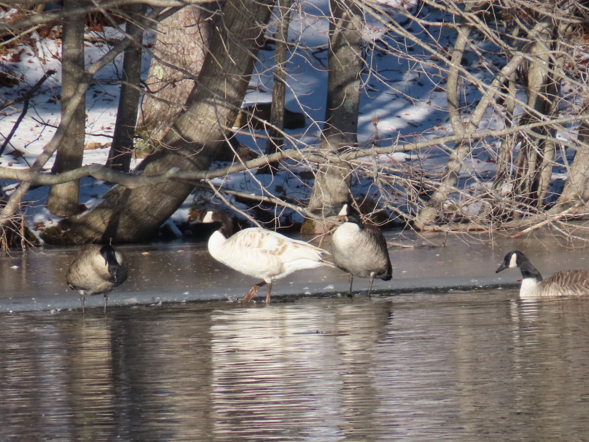 Canada Goose - ML647028506