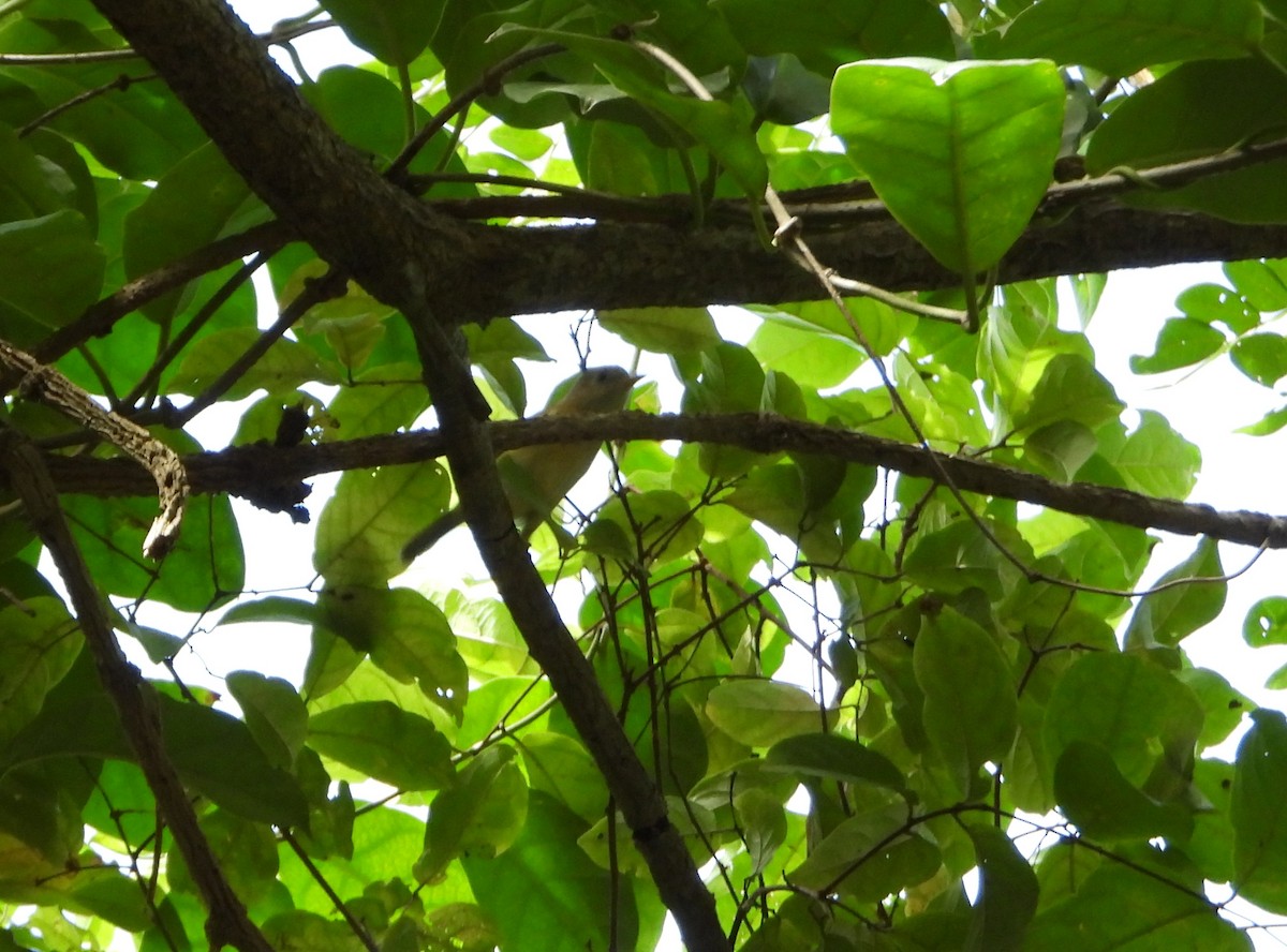 Golden-fronted Greenlet - ML647028508