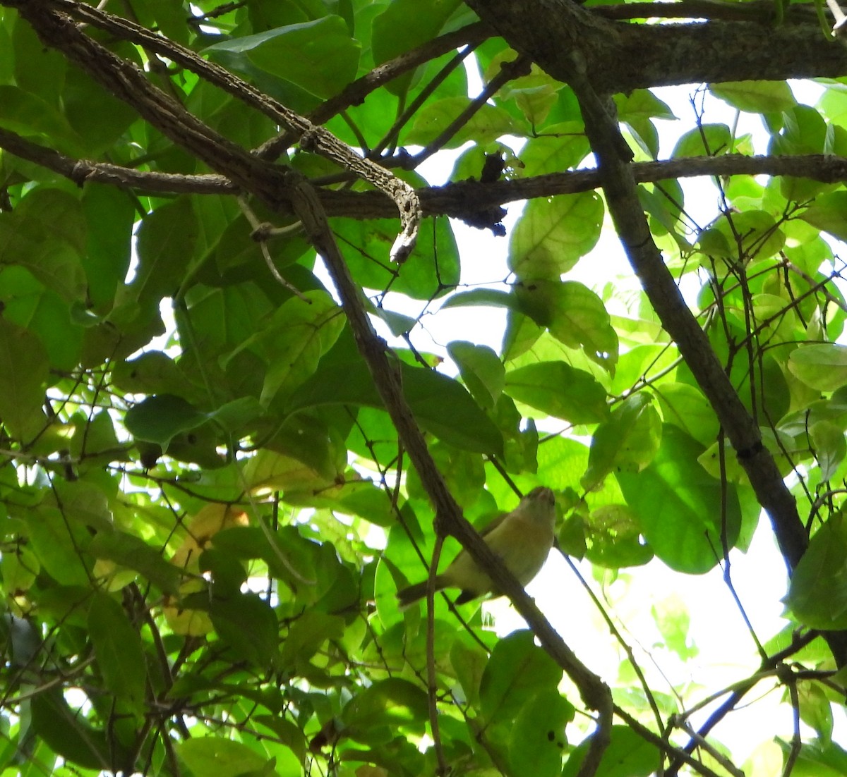 Golden-fronted Greenlet - ML647028509