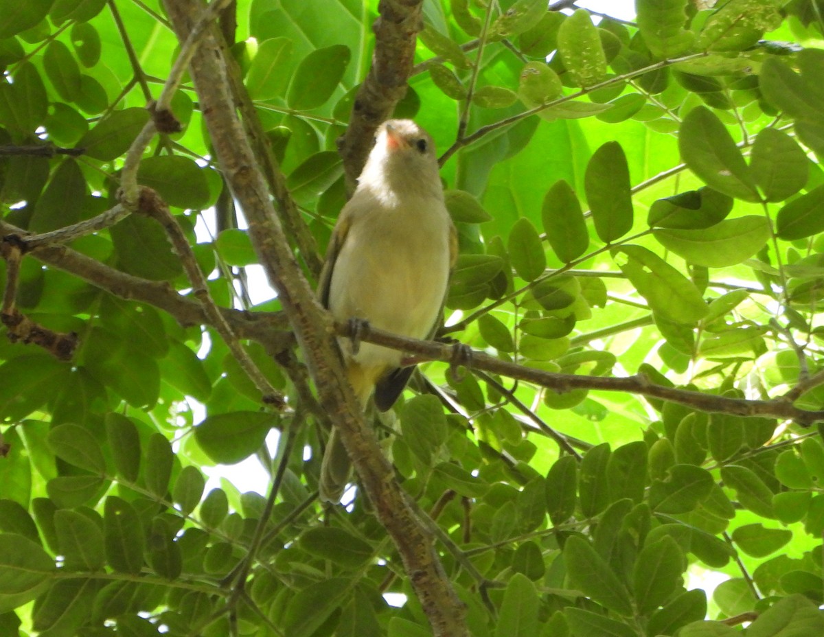 Scrub Greenlet - ML647028510