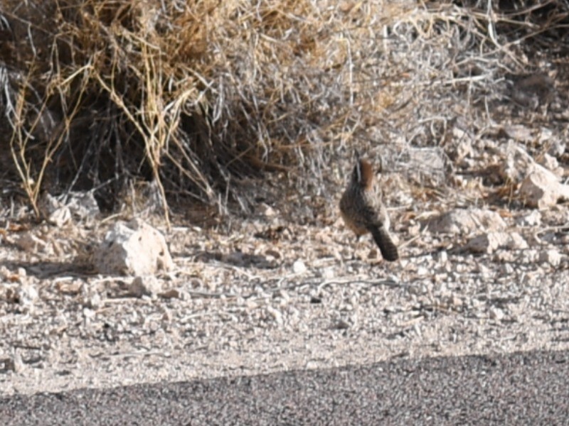 Cactus Wren - ML647028511
