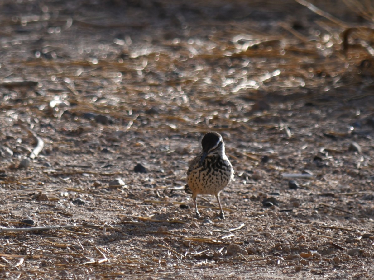 Cactus Wren - ML647028512