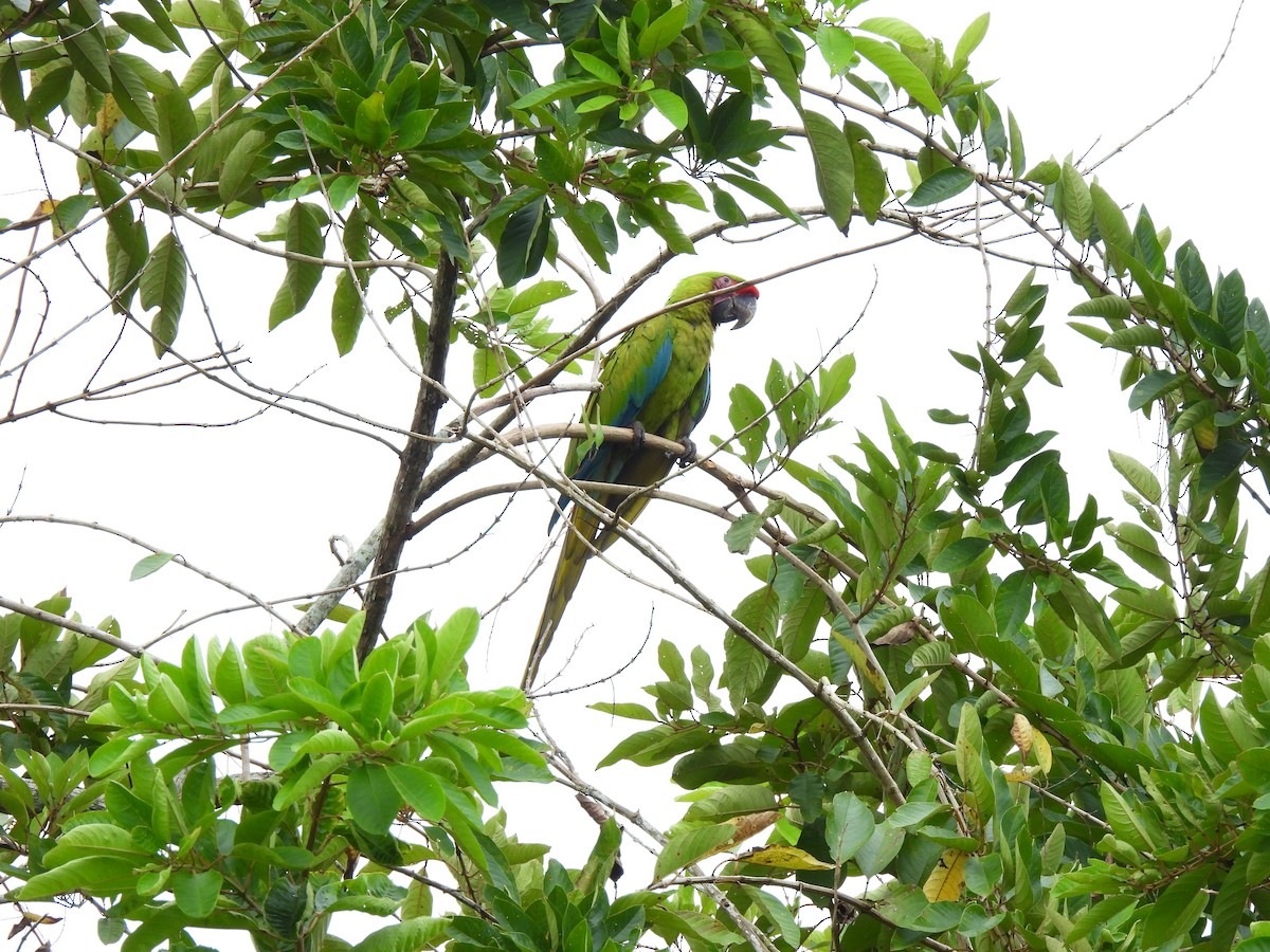 Great Green Macaw - ML647028513