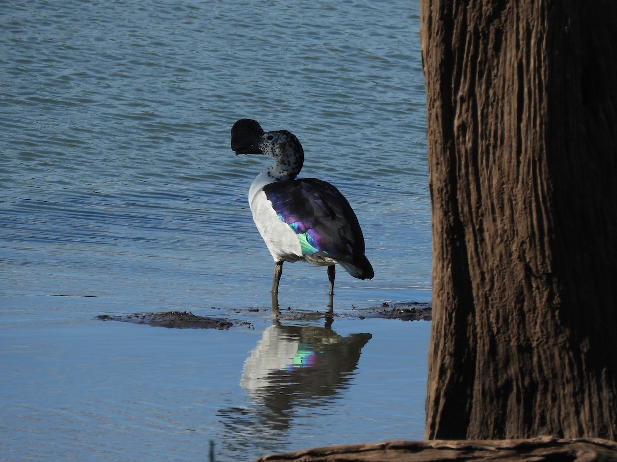 Knob-billed Duck - ML647028514