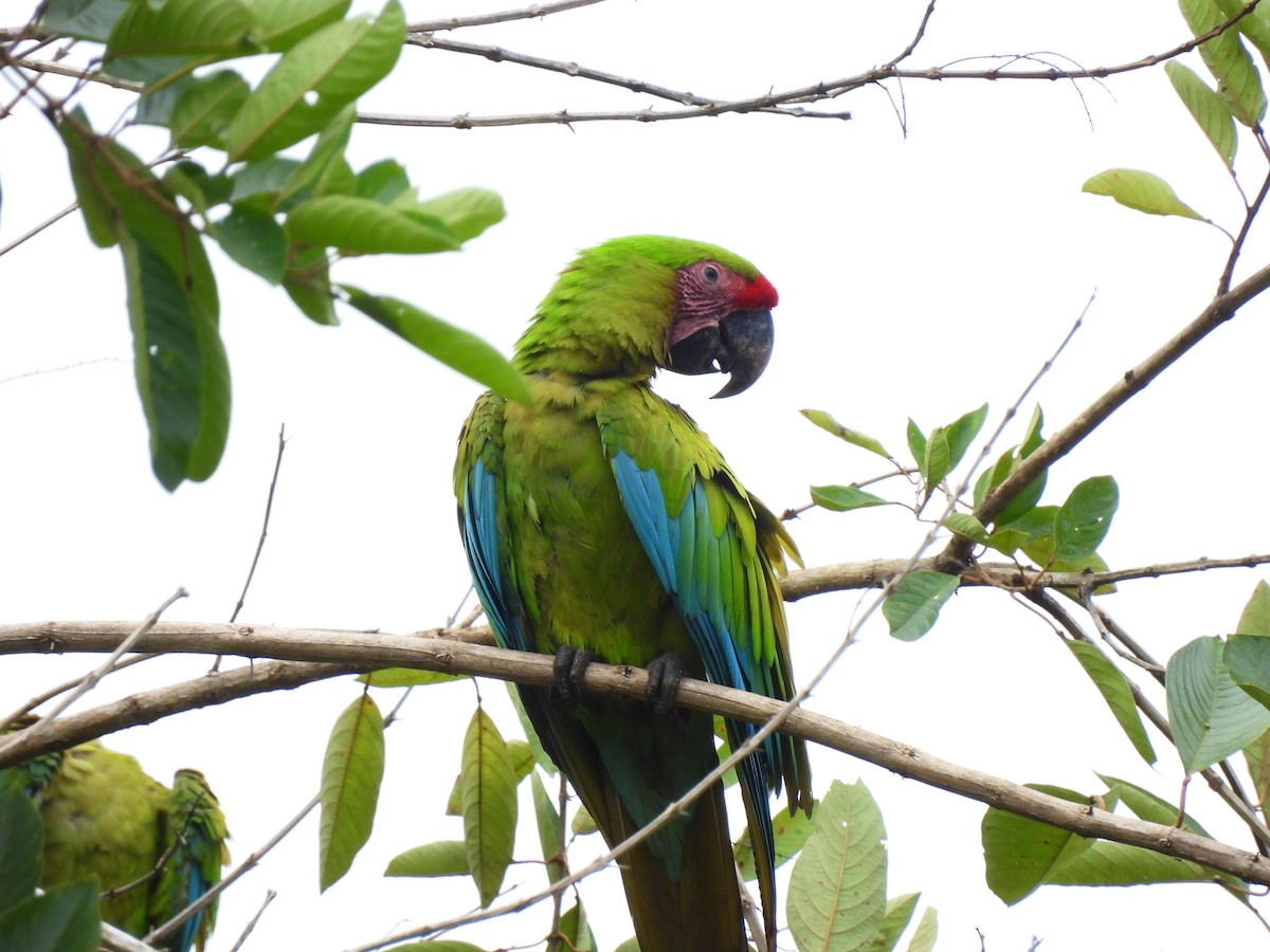 Great Green Macaw - ML647028515