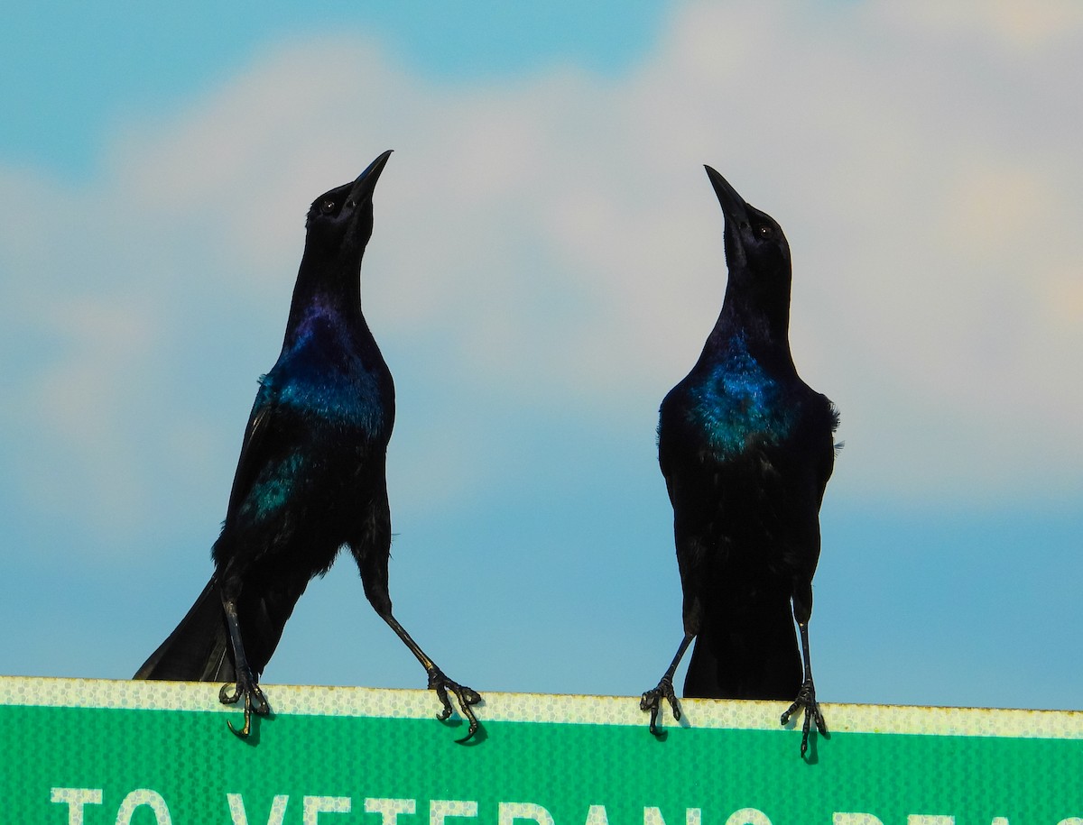 Boat-tailed Grackle (westoni) - ML647028516