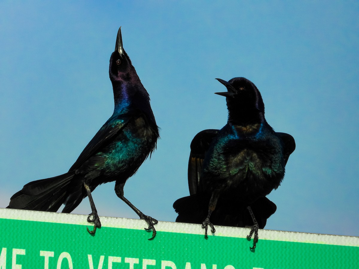 Boat-tailed Grackle (westoni) - ML647028517