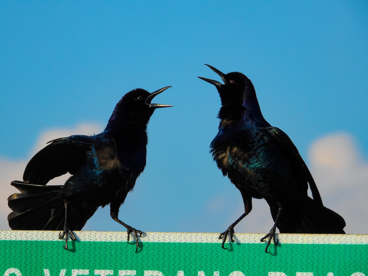 Boat-tailed Grackle (westoni) - ML647028518