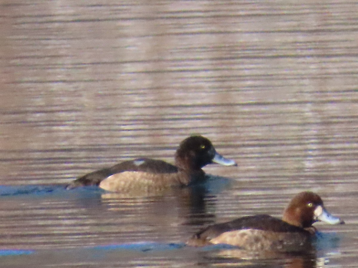 polák kaholka - ML647028519