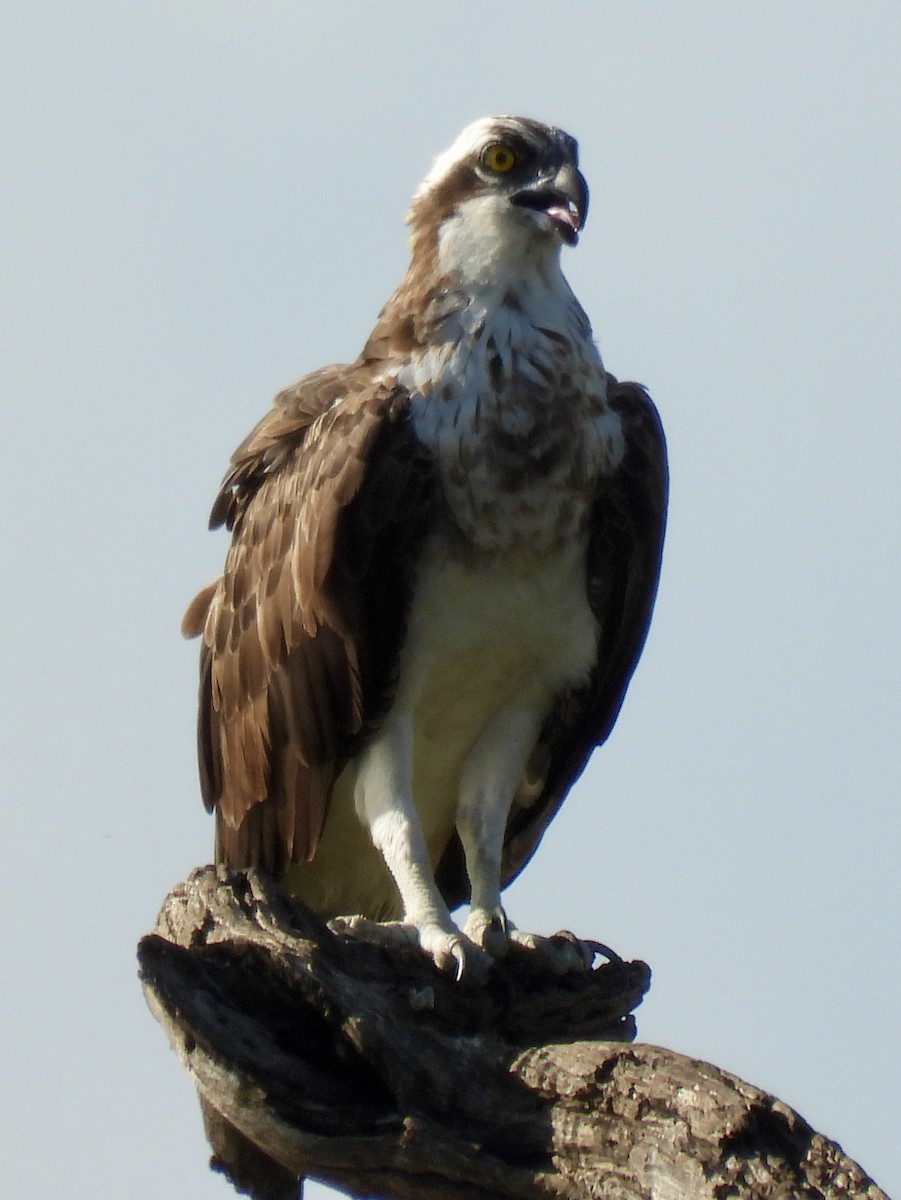 Osprey - ML647028521