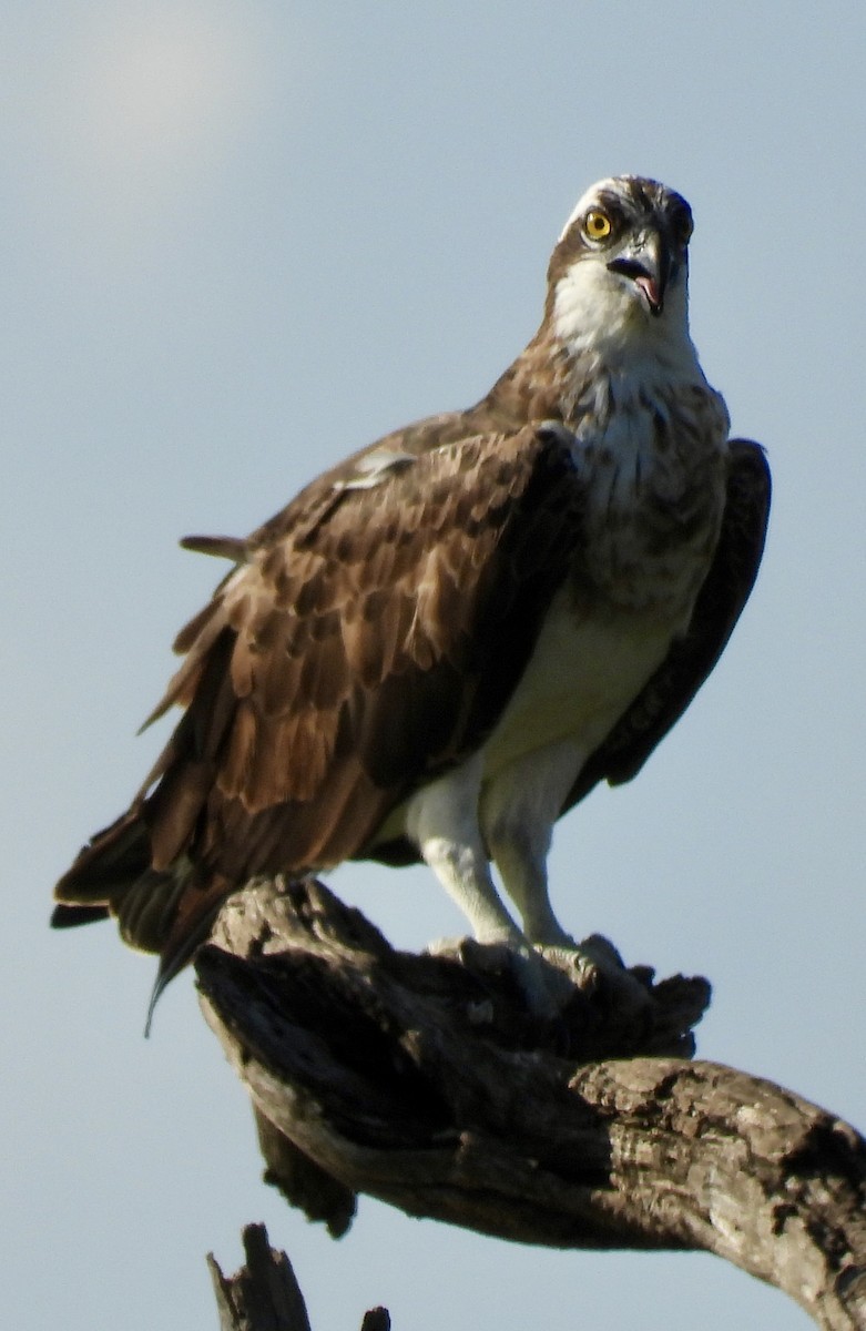Osprey - ML647028522