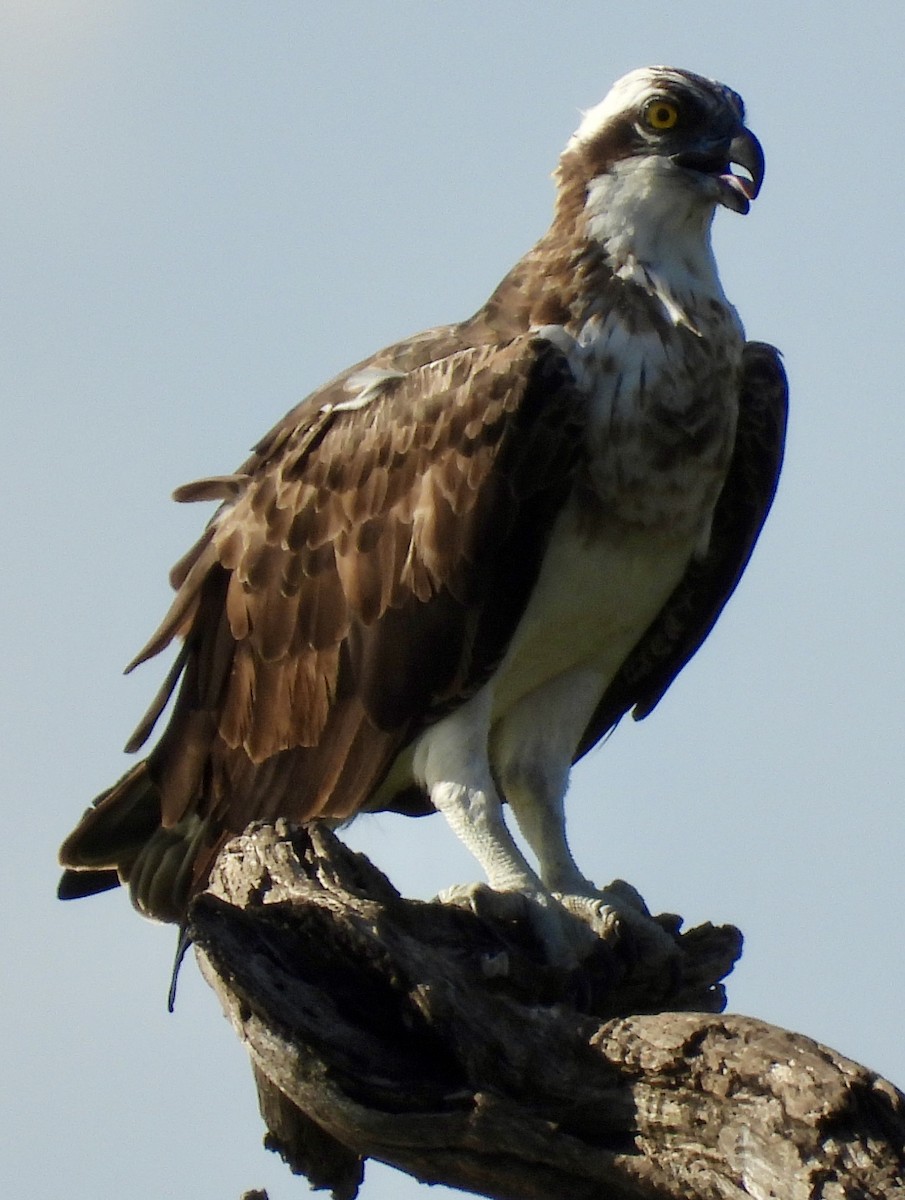 Osprey - ML647028523