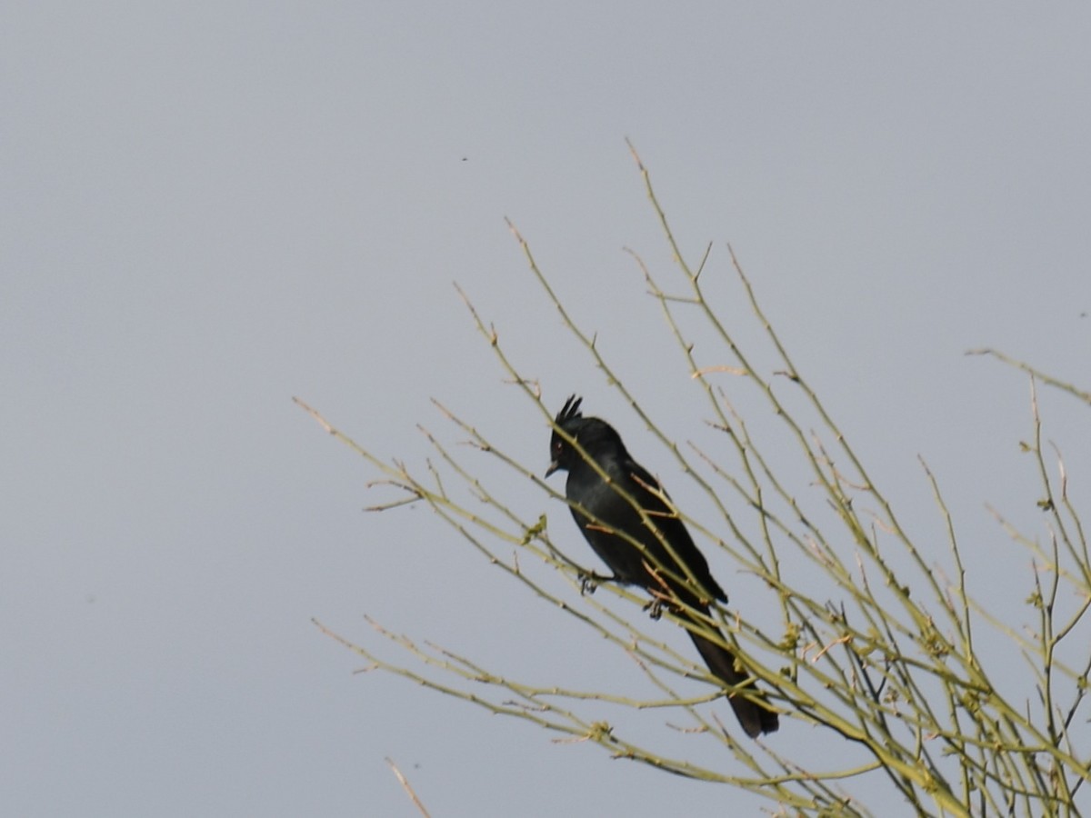 Phainopepla - ML647028524