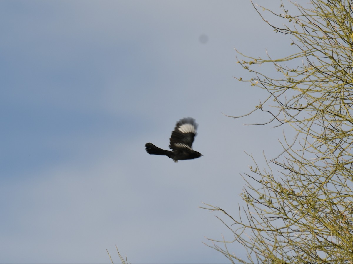 Phainopepla - ML647028525