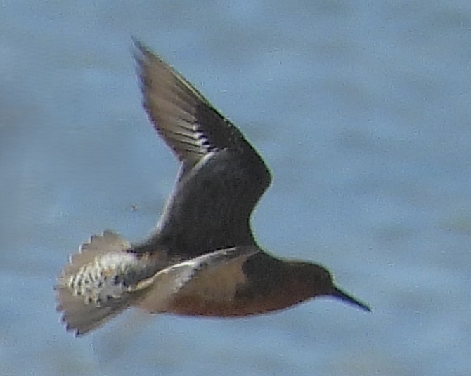 Red Knot - ML647028526