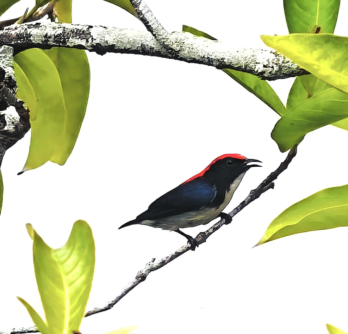 Scarlet-backed Flowerpecker - ML647028527