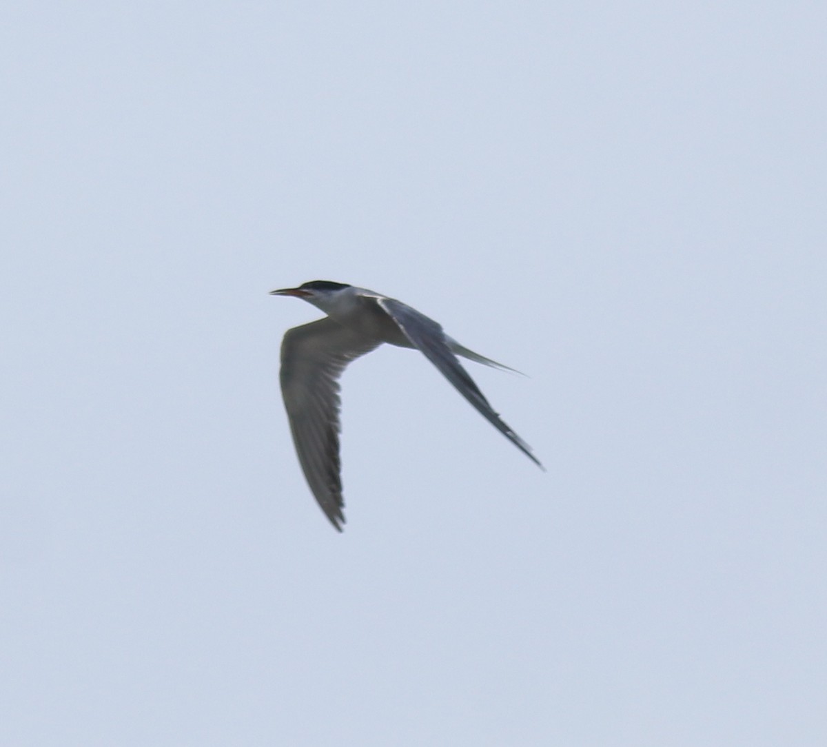 Common Tern - ML647028529