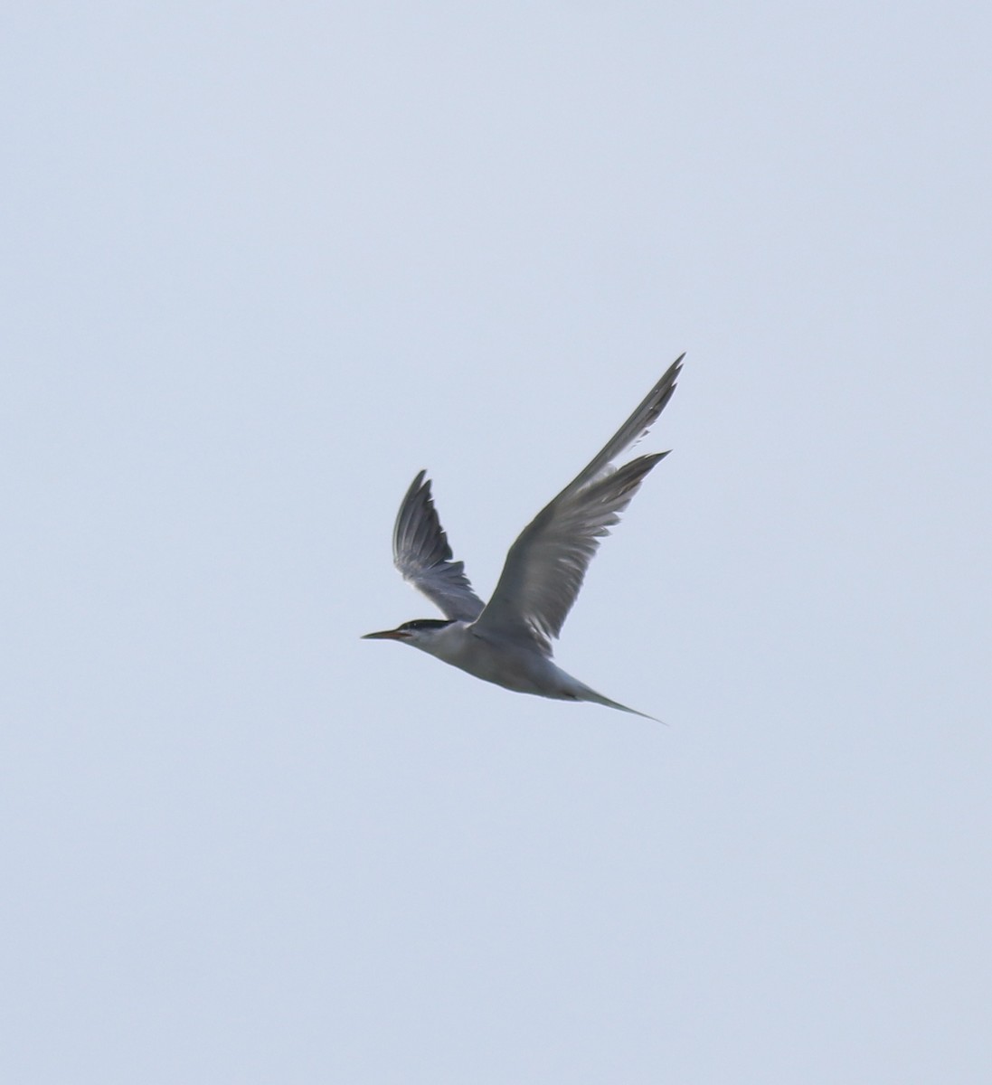 Common Tern - ML647028530